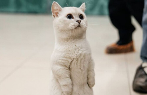 Выставка кошек "Мурфест" от 9,50р